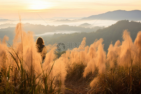 夕阳下山间的芦苇图片