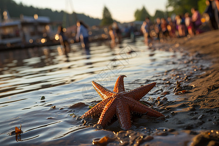 沙滩上搁浅的海星图片