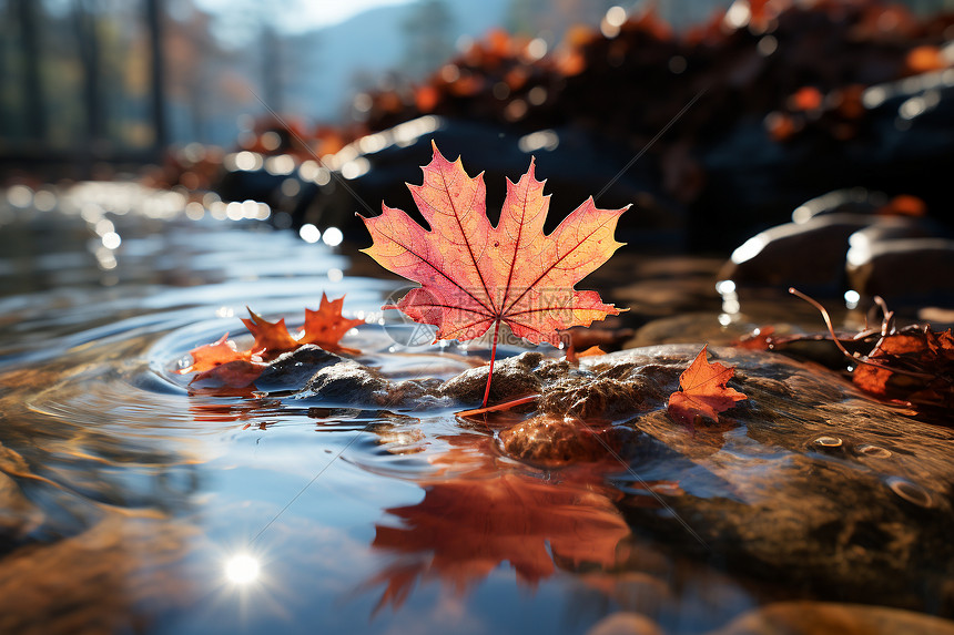 秋季湖面漂浮的枫叶图片