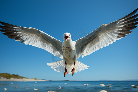 阳光下飞翔的海鸥图片