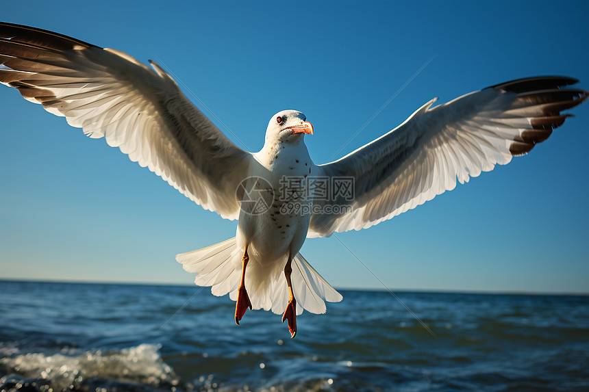海上飞翔的海鸥特写图片