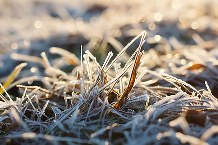 草地上的结霜片刻图片
