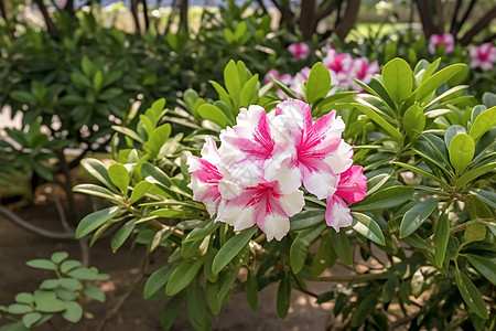 美丽的杜鹃花图片