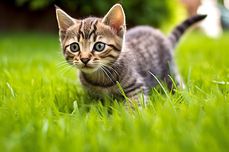 草地上的猫咪图片