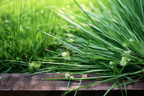 田野里的植物图片