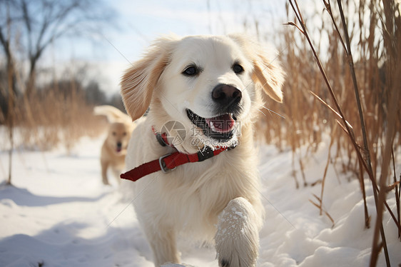 奔跑在雪地里的小狗图片