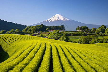 富士山下的茶园景色背景图片