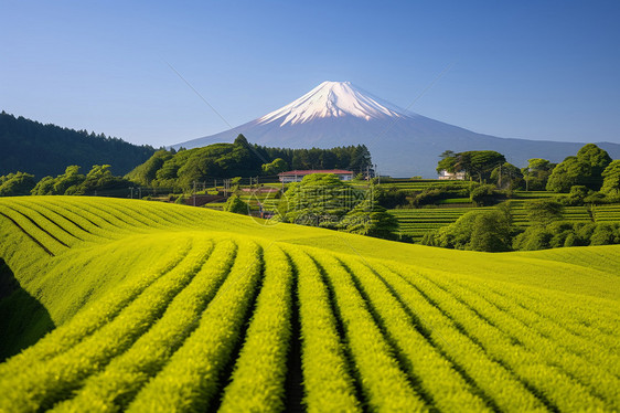 富士山下的茶园景色图片