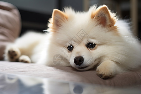 可爱小白狗躺在床上图片