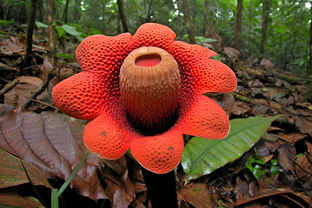丛林中的红花背景图片