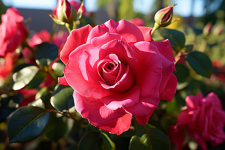 花园中的粉红色玫瑰图片