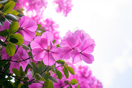 阳光下的花朵背景图片