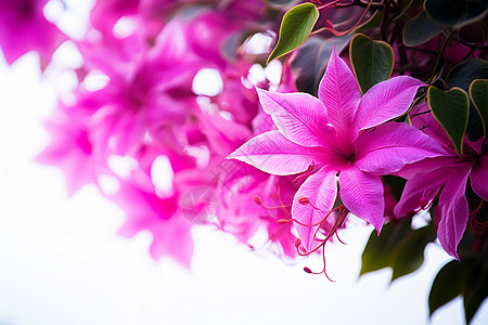 水滴叶子红色鲜花背景