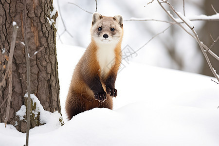 雪中的动物图片