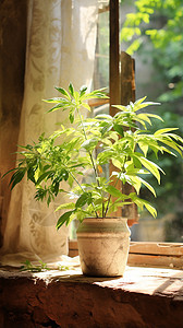 窗台上的植物图片