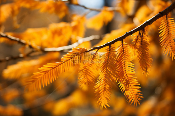 秋季林间金黄色的树木图片