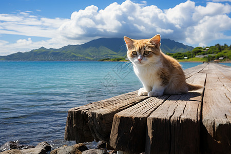 户外木板上的宠物猫咪图片