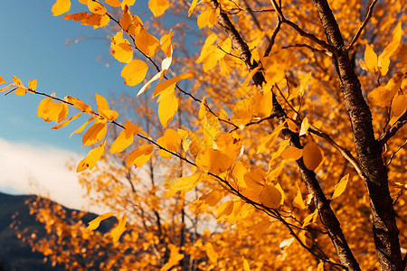 秋日千里黄的森林景观图片