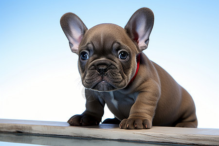 家养的宠物幼犬图片