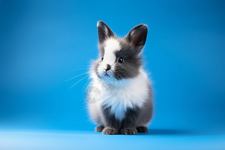 乖巧懂事的小兔子图片