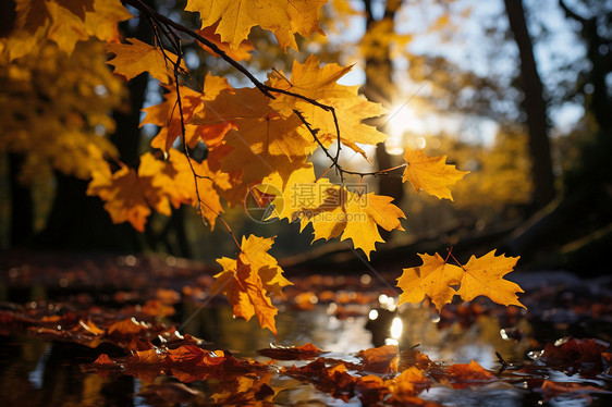 阳光明媚的秋季森林景观图片