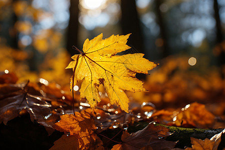 美丽的秋天森林景观背景图片