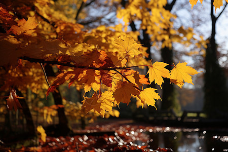 秋天森林的自然景观图片