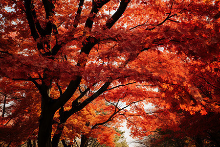 秋季公园中的美丽枫叶景观图片