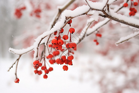 冬季积雪的浆果图片