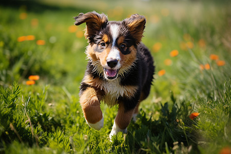 草地上奔跑的狗狗图片