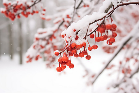 冬季户外白雪覆盖的植物图片