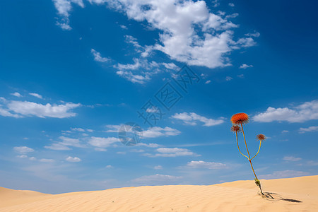 夏季沙漠的美丽景观图片