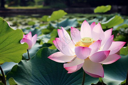 夏季池塘中美丽的荷花图片