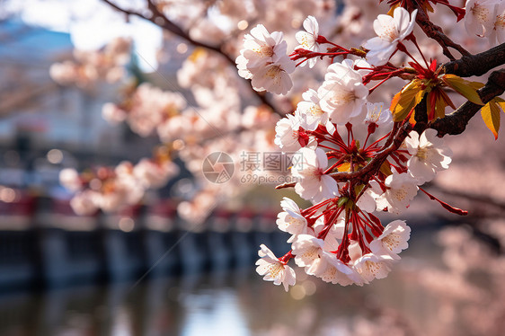 户外盛开美丽的樱花图片