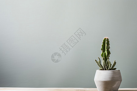小清新风格的植物背景图片
