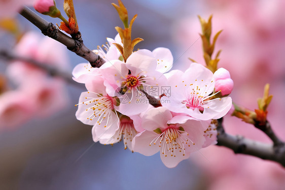 户外盛开的美丽樱花图片