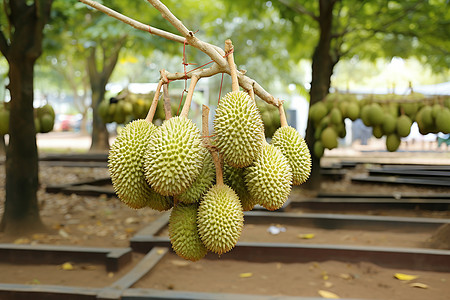 泰国热带水果园热带的美味水果背景