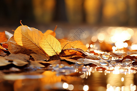 秋天飘落的叶子背景图片