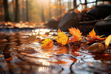 秋叶飘落的唯美画面背景图片