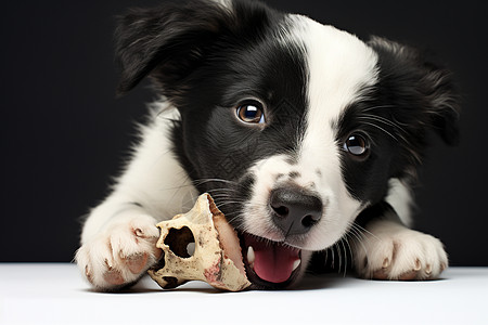 可爱幼小的牧羊犬图片