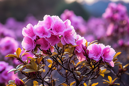 杜鹃花谷的花朵背景图片