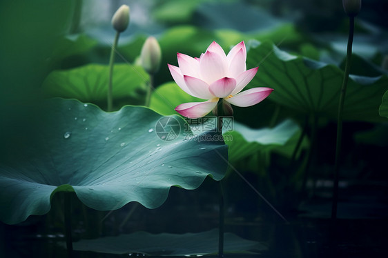 水中的粉色莲花图片
