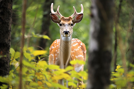 森林中优雅的白尾鹿图片