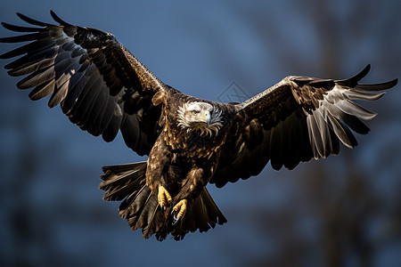 大漠飞鹰图片_大漠飞鹰素材_摄图网商用图片素材大全