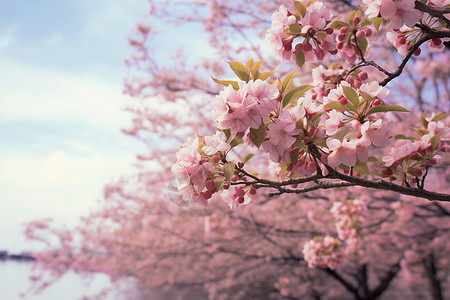 美丽的樱花树背景图片