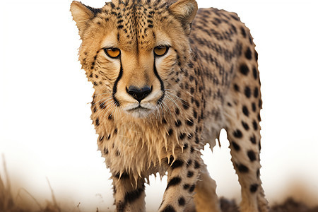 非洲猎豹在草地上行走图片