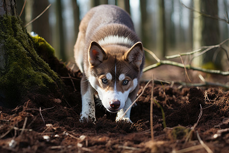 一只狗正在森林里的泥土中行走图片