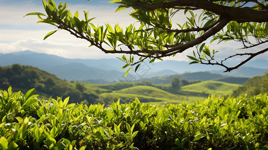 茶园茶叶随风飘落高清图片