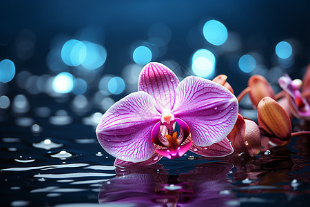 水中漂浮的紫色花瓣图片