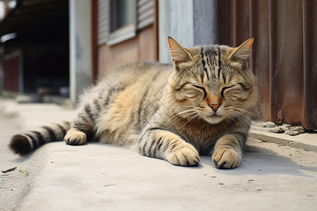 独处的可爱猫咪图片